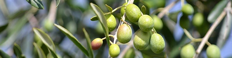 Intensiv-fruchtiges Olivenöl