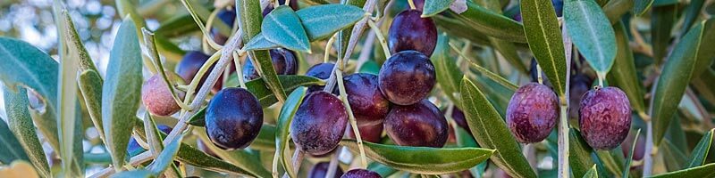 Leicht-fruchtiges, mildes Olivenöl