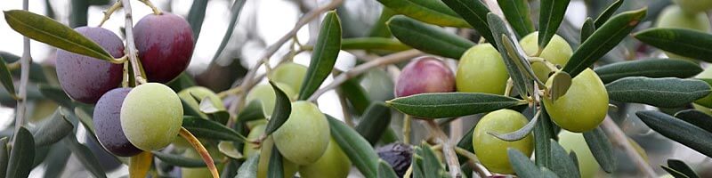 Mittel-fruchtiges Olivenöl