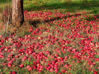 Streuobstwiese