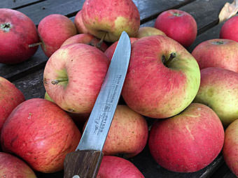 Apfelsaft im Dampfentsafter selber machen