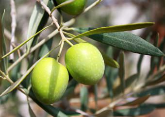 grüne, unreife Oliven