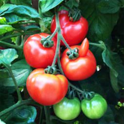 Harzfeuer Tomate