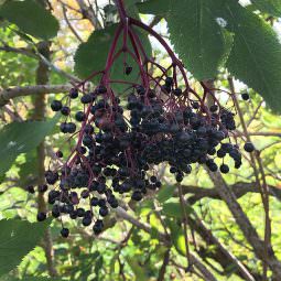 Holunderbeeren Dolden