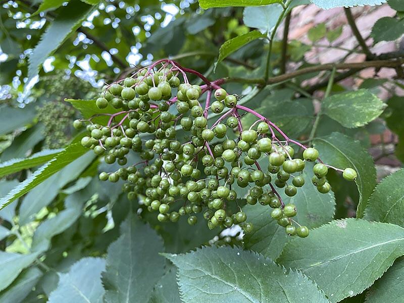 Kapern aus grünen Holunderbeeren selber machen