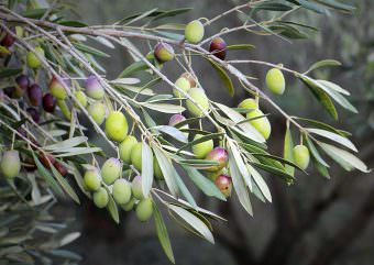 mittelreife Oliven für leicht-fruchtiges Olivenöl