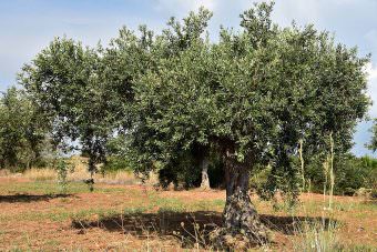 Olivenbaum vor dem Schnitt