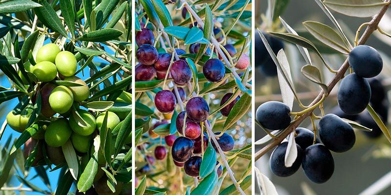 Bestes Olivenöl der Welt - Olivensorten