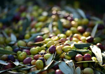 mittelreife und unreife Oliven nach der Ernte
