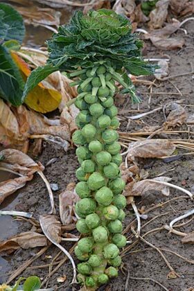 Rosenkohl ernten und richtig kochen