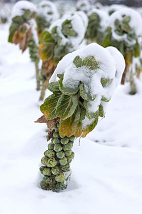 Rosenkohl im Winter