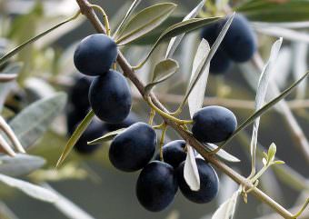 schwarze, reife Oliven