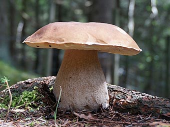 Steinpilz im Wald