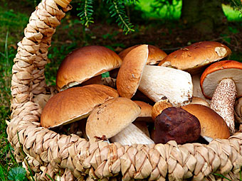 Steinpilze