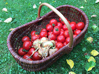 Tomaten einkochen