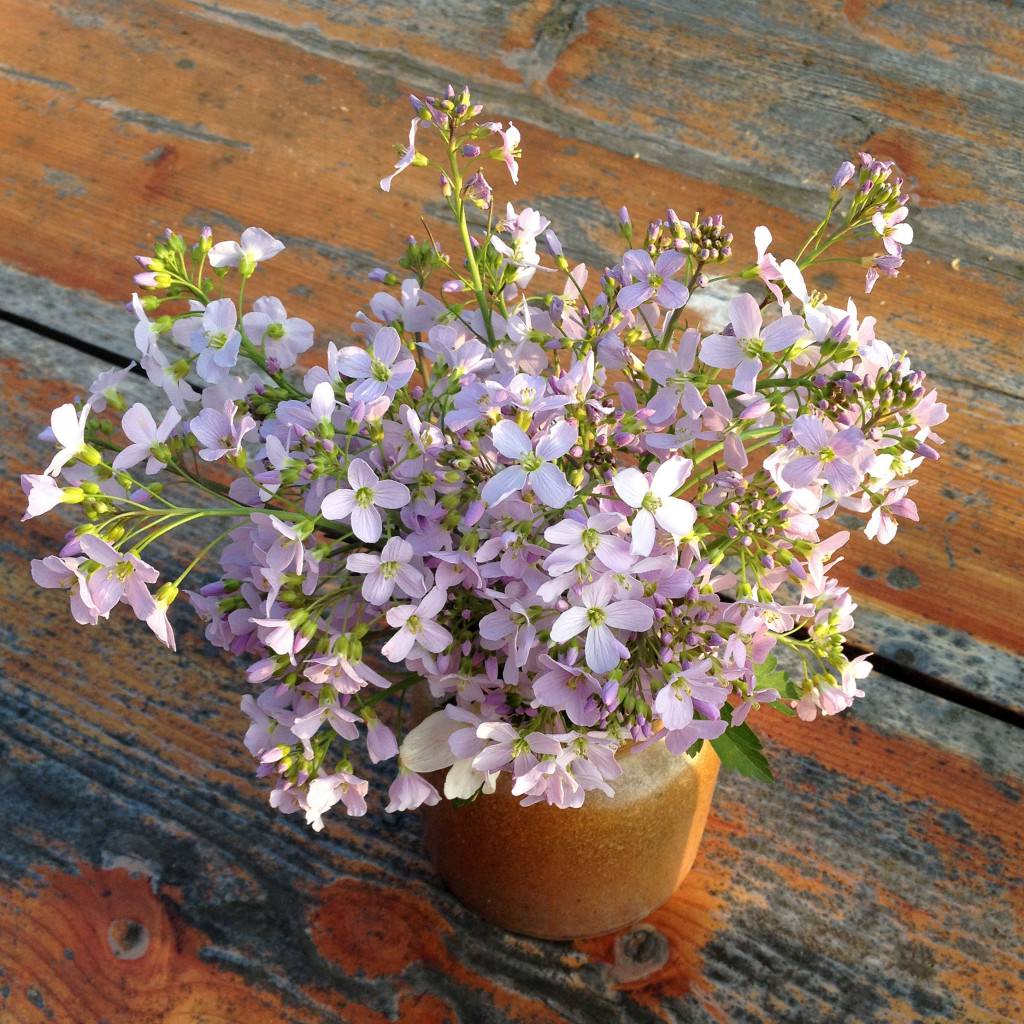 Wiesenschaumkraut